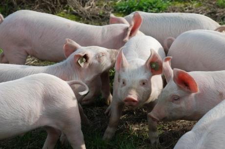 2026年生猪定点屠宰厂(场)设置审查规定最新版