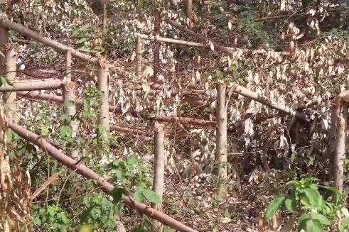 私自砍伐他人树木处罚标准2026年最新
