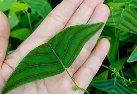 植物检疫